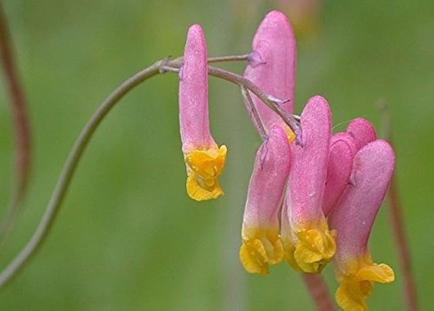 corydalis sempervirens flower seeds