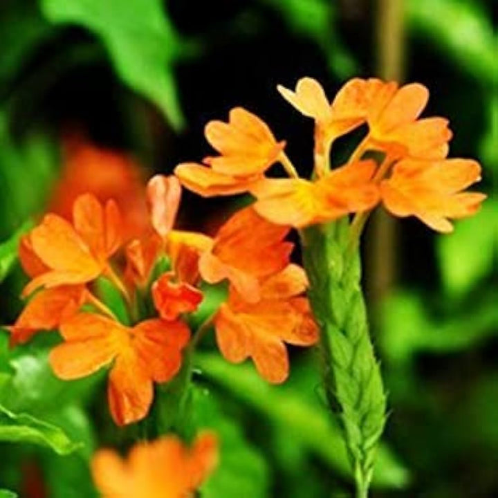 Firecracker Flower Seeds for Planting - 100 pcs