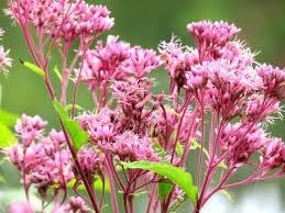 Flower Seeds, Seeds for Planting, Plant Seeds