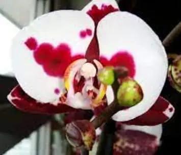 white red flower seeds