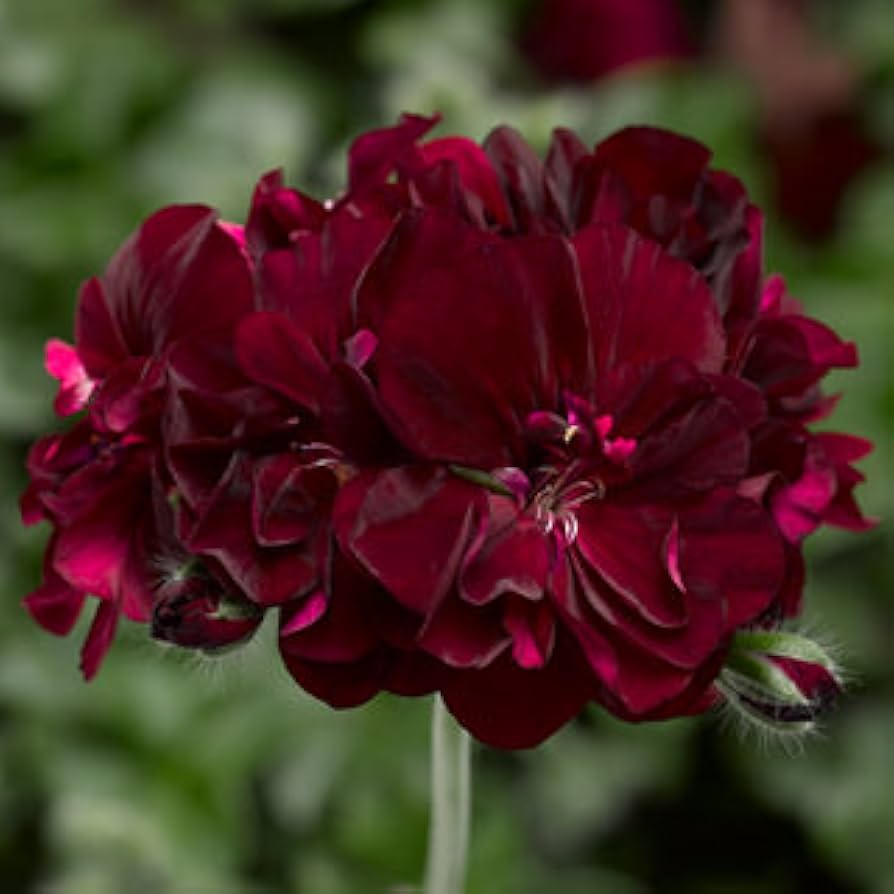 Mørkerøde Geranium Blomsterfrø til Plantning 100 stk