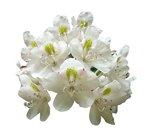 Heirloom White Azalea Rhododendron Flower Seeds for Planting –  Non-GMO Garden Seeds