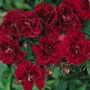 heirloom non flower seeds