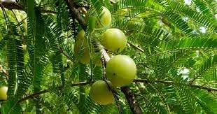 Friuits seeds,Seeds For Planting,Plant Seeds,Amla Fruit Seeds 