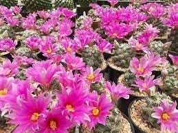 Flower Seeds, Seeds for Planting, Plant Seeds
