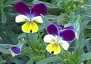 Flower Seeds, Seeds for Planting, Plant Seeds