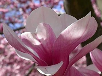 Flower Seeds, Seeds for Planting, Plant Seeds