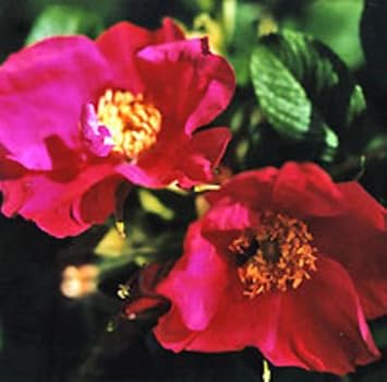 red rugosa flower seeds