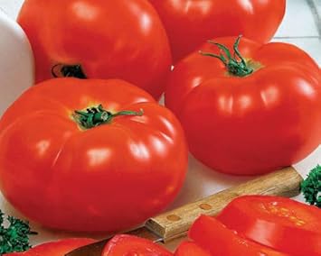 Red Big Huge Tomato Seeds for Planting