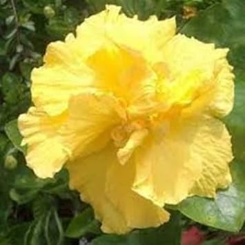 Flower Seeds, Seeds for Planting, Plant Seeds