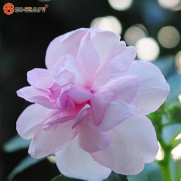 pink balsam flower seeds