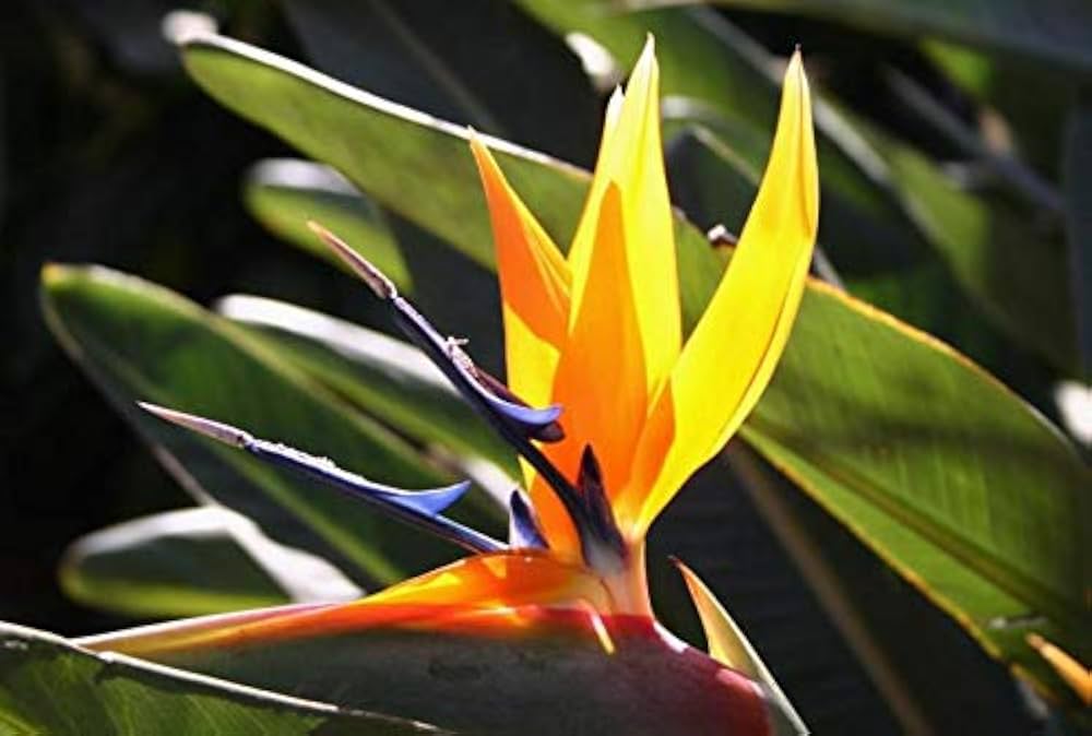 bird of flower seeds