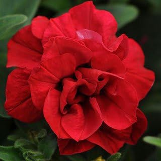 red double flower seeds