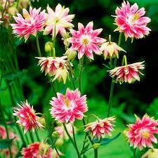 nora barlow flower seeds