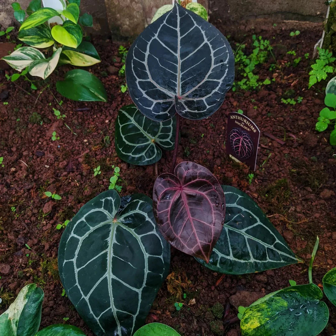 Anthurium crystallinum Flower Seeds for Planting - Heirloom and  Non-GMO garden seeds