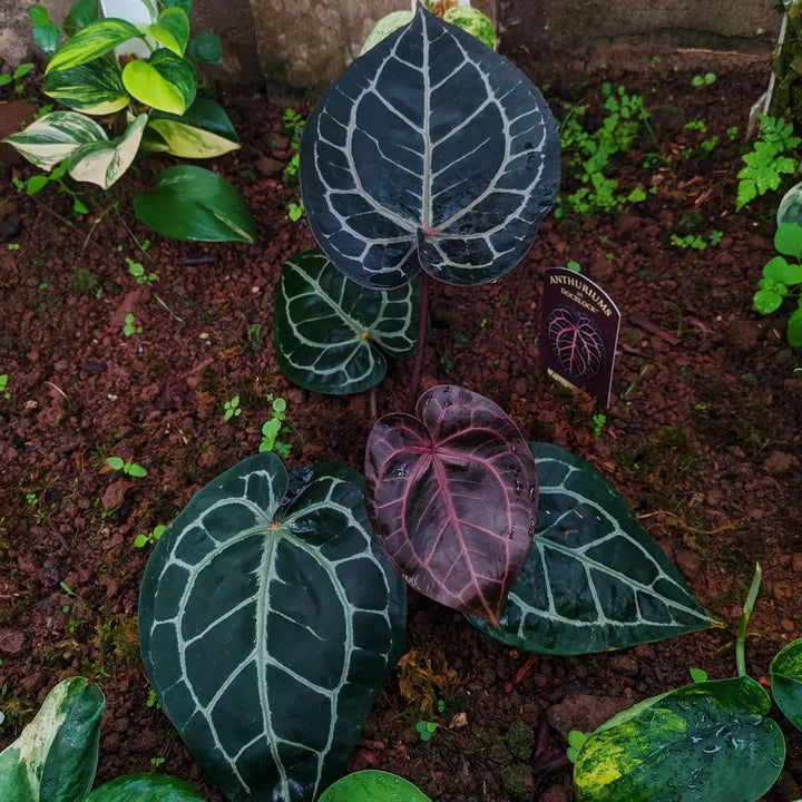 Anthurium crystallinum Flower Seeds for Planting - Heirloom and  Non-GMO garden seeds