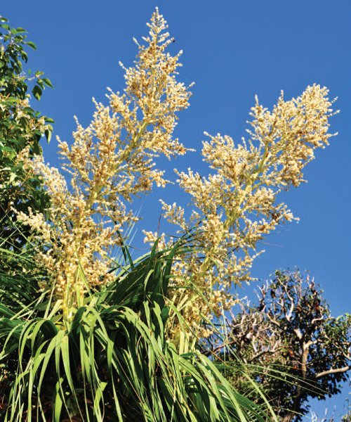 Gule Beaucarnea Recurvata plantefrø til udplantning - 100 stk