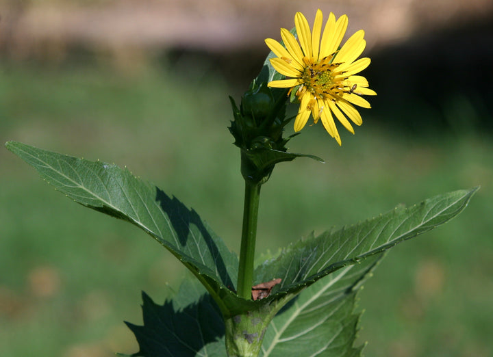 Gule Silphium Perfoliatum blomsterfrø til plantning - 100 stk