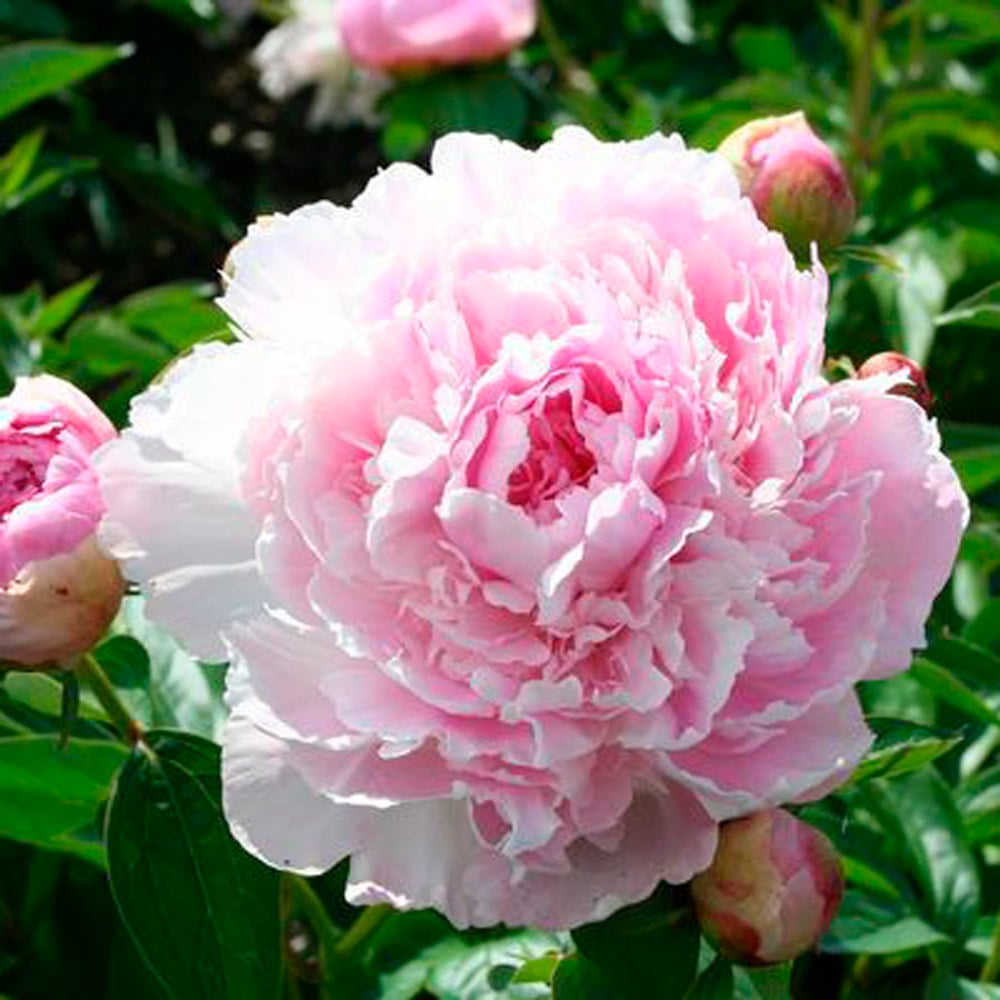 peony paeonia flower seeds