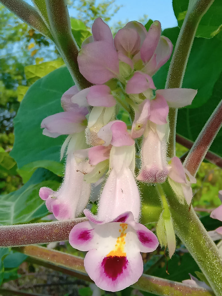 Organic Heirloom Pink Martynia Plant Seeds for Planting – Non-GMO, High Germination Exotic Organic Garden Seeds