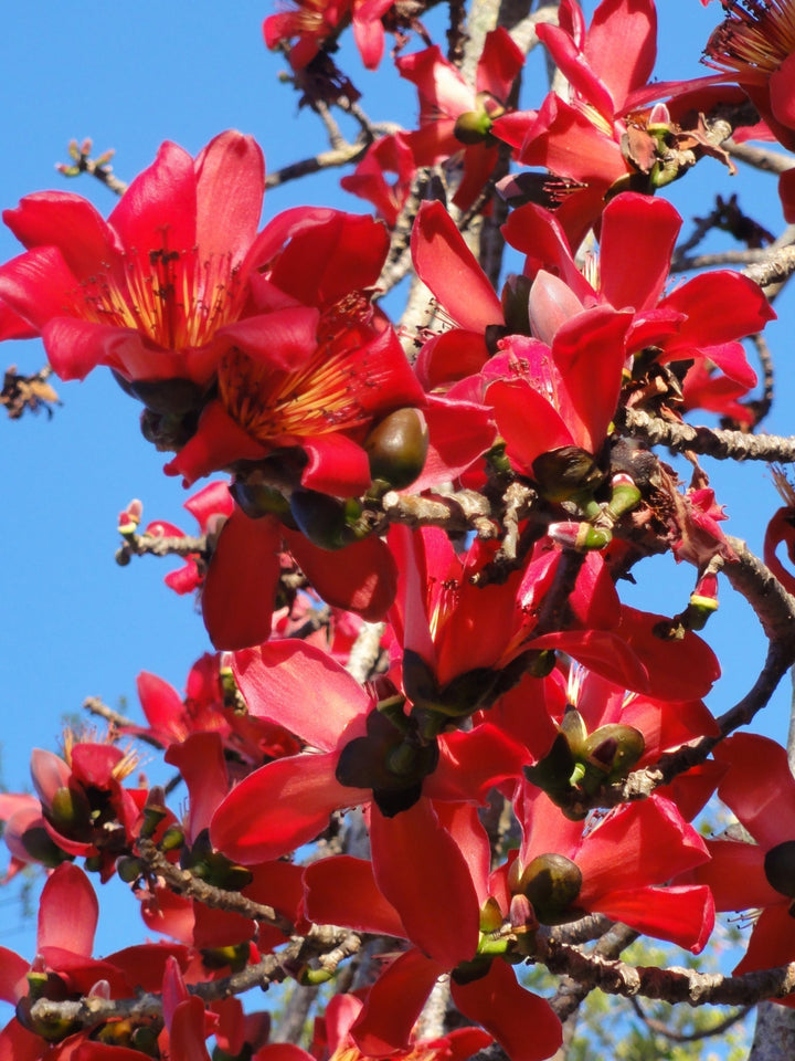 bombax ceiba flower seeds