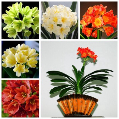 clivia multicolor flower seeds