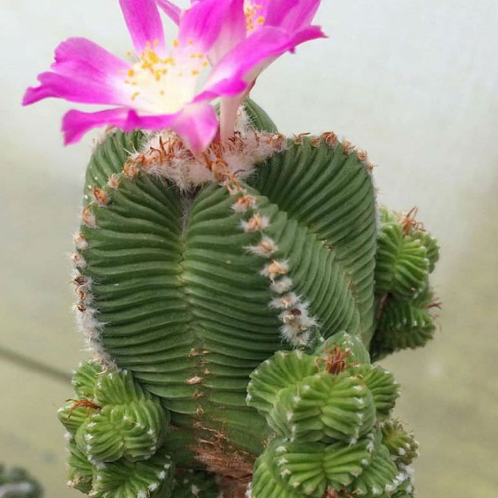 mixed aztekium flower seeds