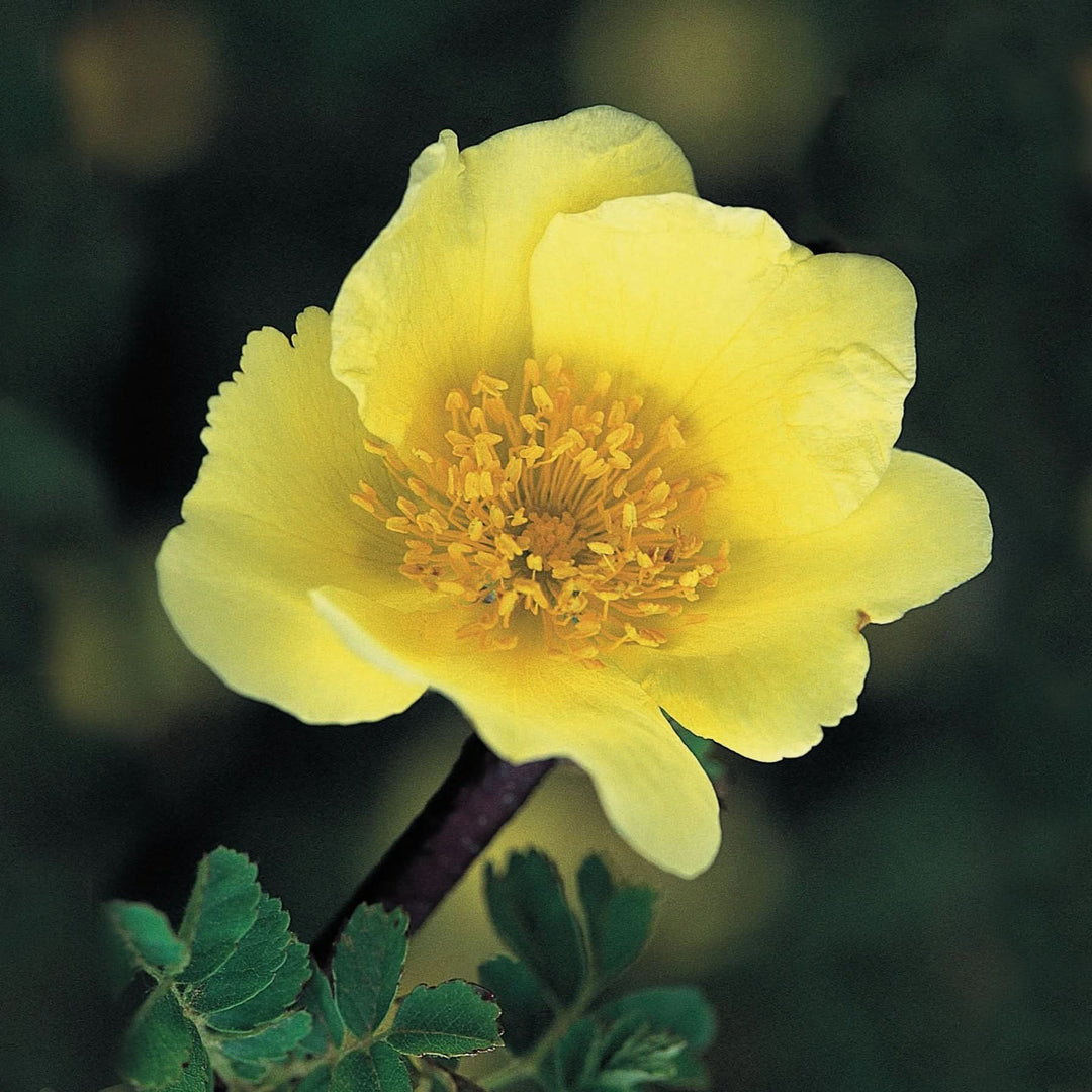xanthina rose flower seeds