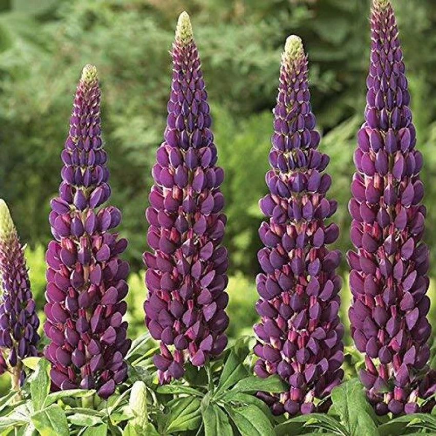 Lupin Lilla Blomsterfrø til Plantning 100 stk