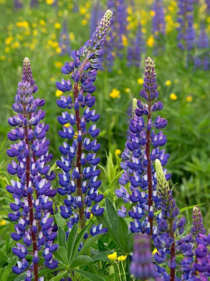 Thick Blue Lupine Flower Seeds for Planting – Heirloom, Non-GMO, High Germination Garden Seeds