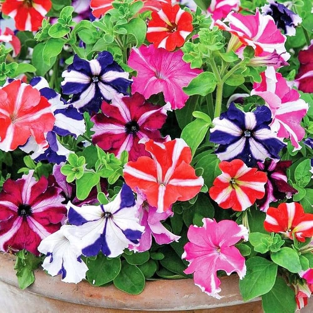 saga multicolor flower seeds
