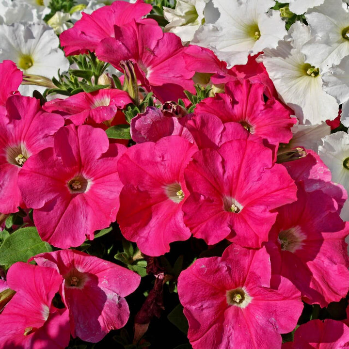 Petunia Blomsterfrø til Plantning Mørk Pink 100 stk