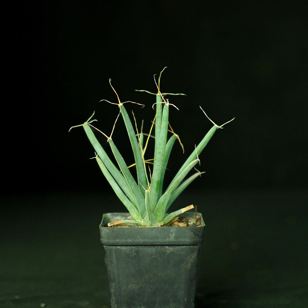 Grøn Leuchtenbergia Plantning af frø til have 100 stk