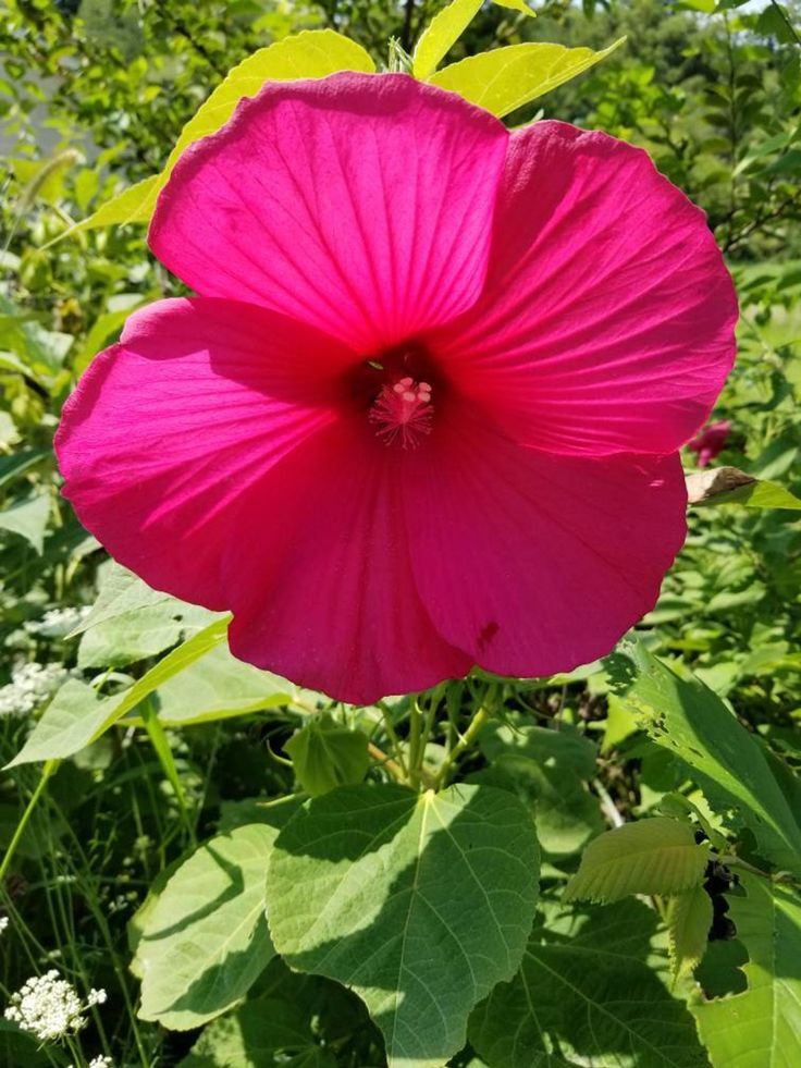 Dark Pink Hibiscus Flower Seeds - 100 pcs