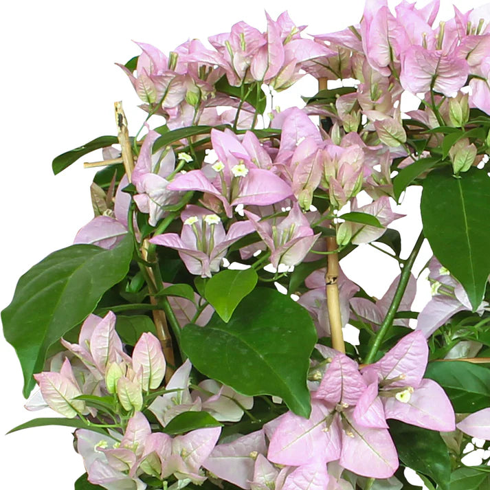 Friske Bougainvillea blomsterfrø til udplantning, lys lilla 100 stk