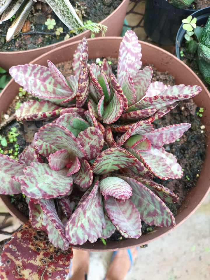 Organic Heirloom Non-GMO Purple Humilis Seeds for Planting – Fresh Vibrant Blooms