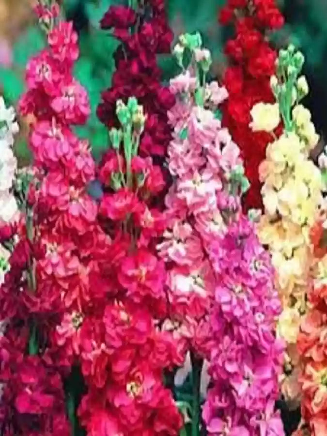 Matthiola Incana Flerfarvede blomsterfrø til plantning - 100 stk