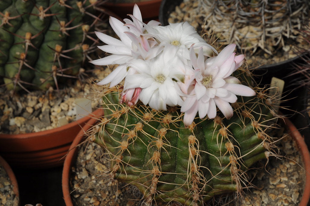 Hvide Gymnocalycium Eurypleurum blomsterfrø til udplantning - 100 stk