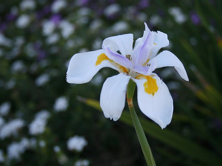 Heirloom Iridioides Flower Seeds, Non-GMO Hardy Perennial Blooms for Garden Planting