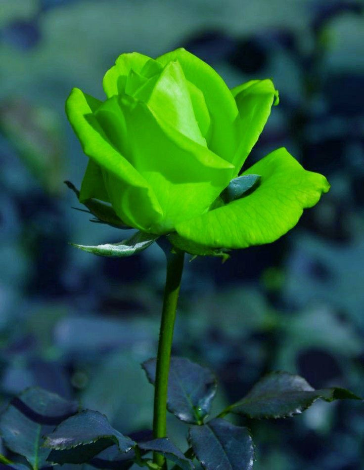 Green Rose Flower Seeds – Heirloom Non-GMO Seeds for Planting