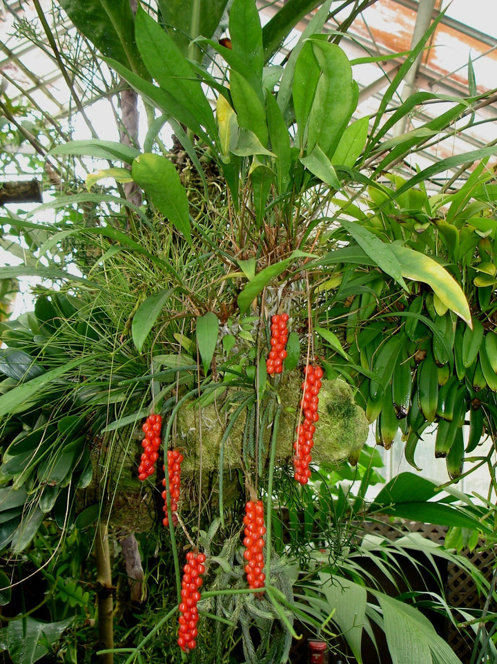 Anthurium ‘Red Pearl’ Plant Seeds - Heirloom and Non-GMO garden seeds for planting