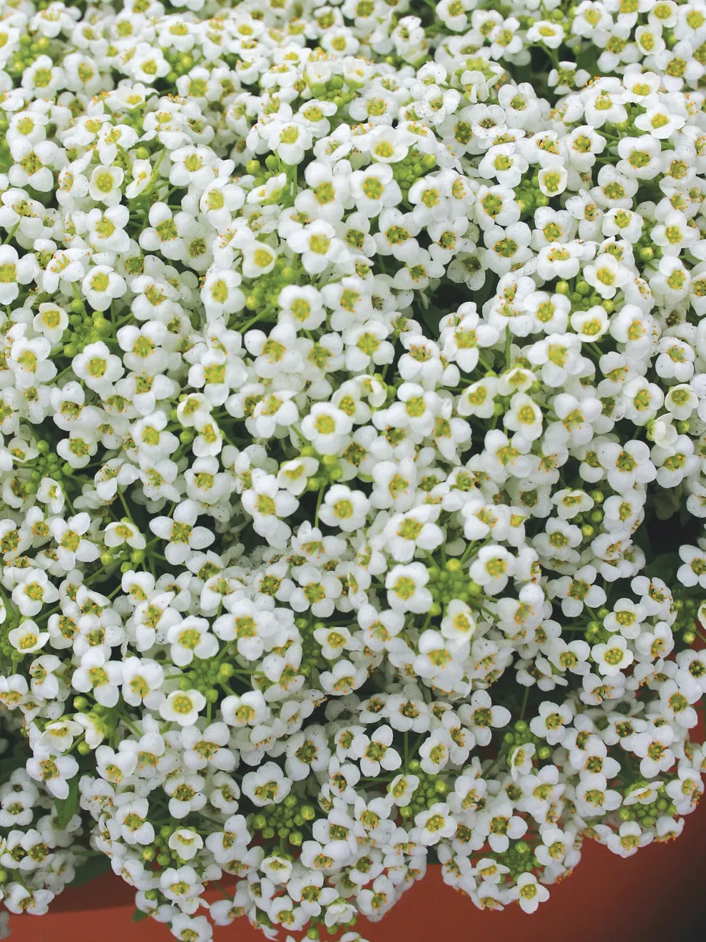 Alyssum Blomsterfrø til Plantning ,Heirloom Frø -100 stk