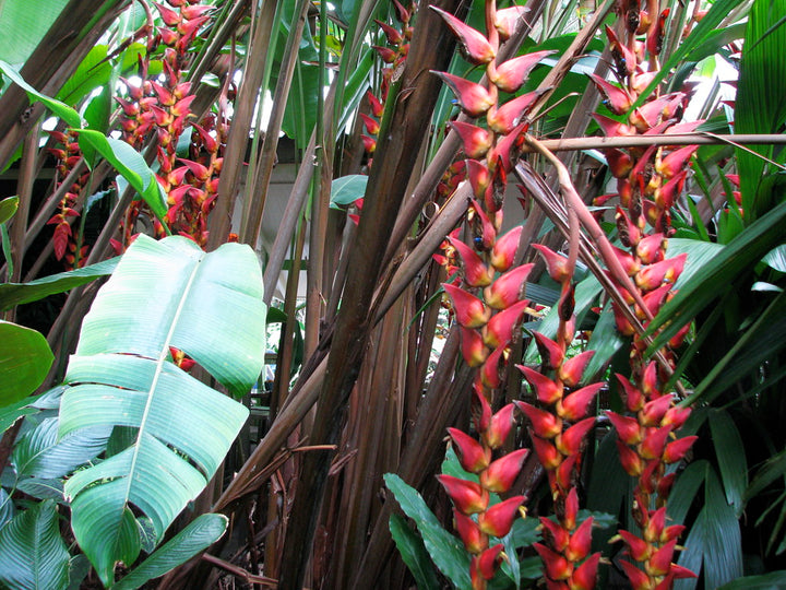 Heliconia Pogonantha plantefrø til udplantning, 100 stk