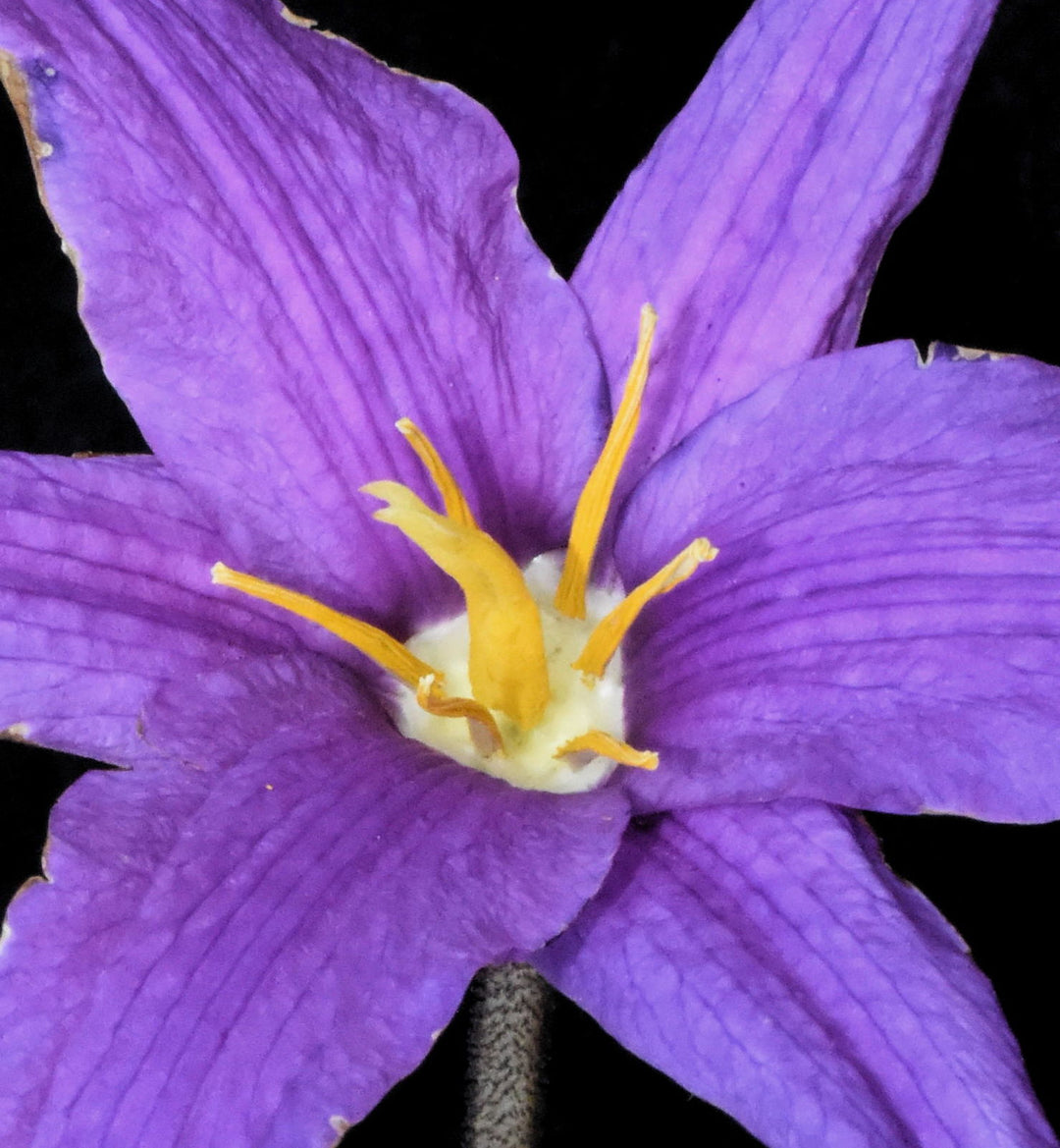 Xerophyta Viscosa blomsterfrø til plantning, arvestykke, ikke-GMO, 100 stk.