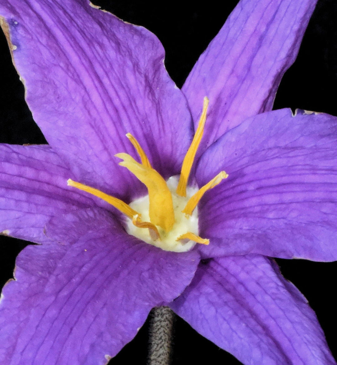 heirloom xerophyta flower seeds