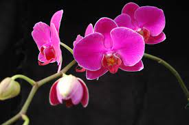 Phalaenopsis Orchid Seeds for Planting - 100 pcs