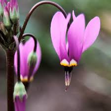 Lilla Dodecatheon blomsterfrø til udplantning, 100 stk