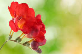 Red Freesias Flower Seeds for Planting - 100 pcs