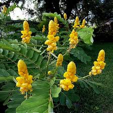 Gul Lysestage Cassia Blomsterfrø til udplantning - 100 stk