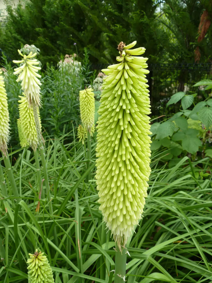 Heirloom Non-GMO Green Kniphofia Flower Seeds for Planting – Unique Torch-Lily Blooming Seeds
